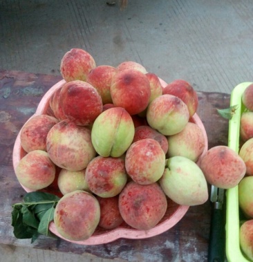 [桃批发]桃孑翠桃价格1.00元/斤 - 一亩田