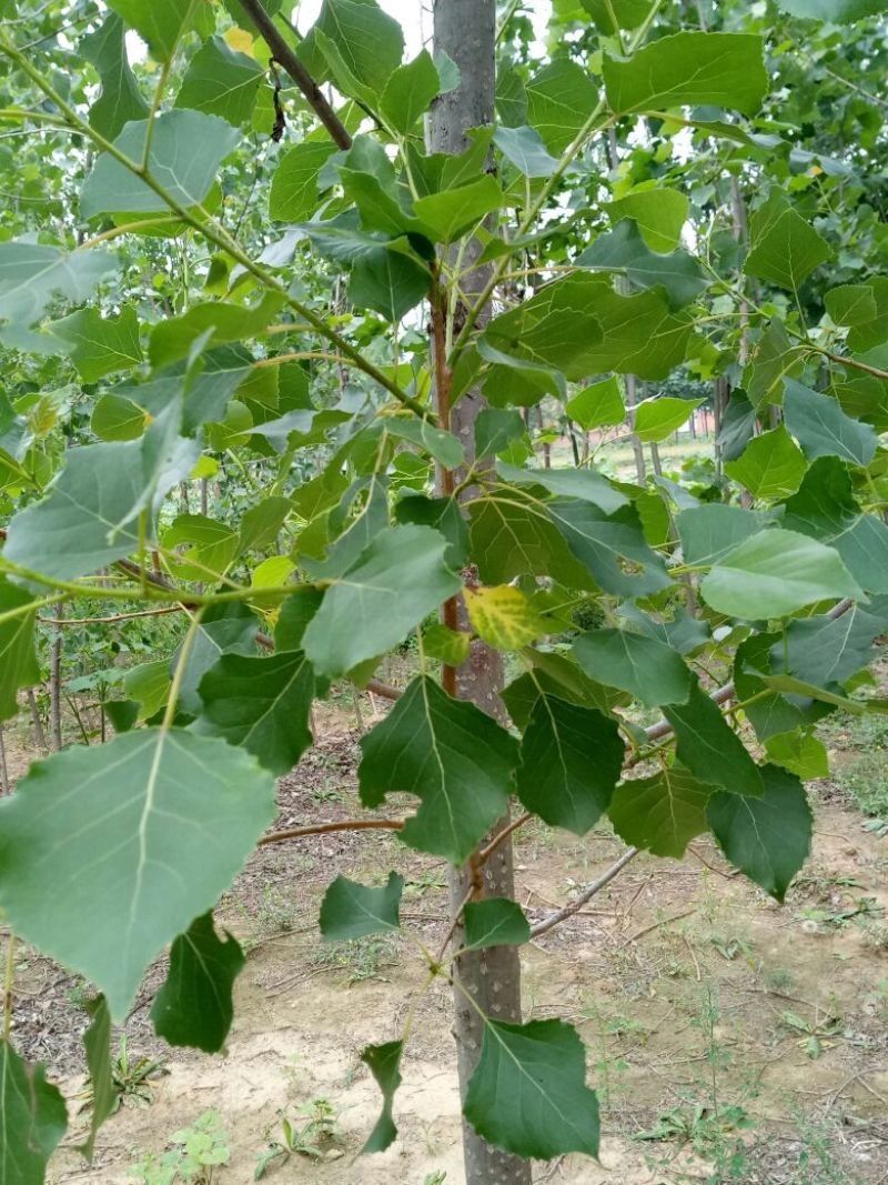 速生杨107.4-5公分