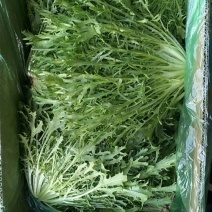 精品苦菊大量有货接受预订要货你就来质量保证