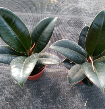 优质小金刚花卉盆景小金刚观叶植物小金刚90