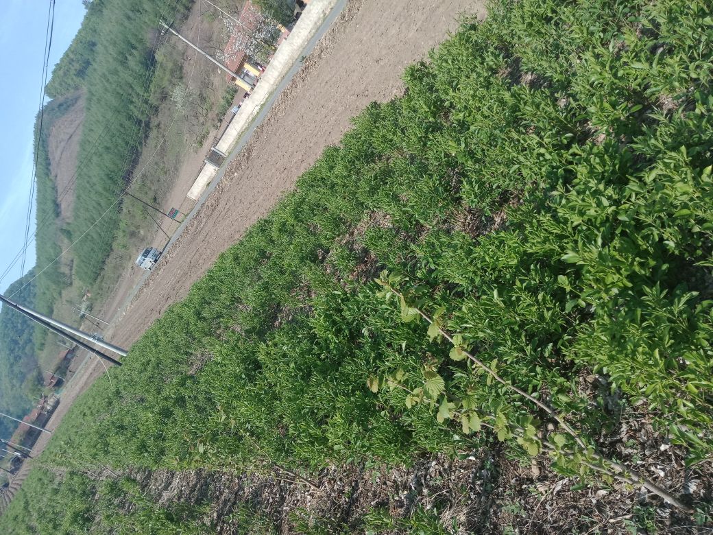 白术种植田地