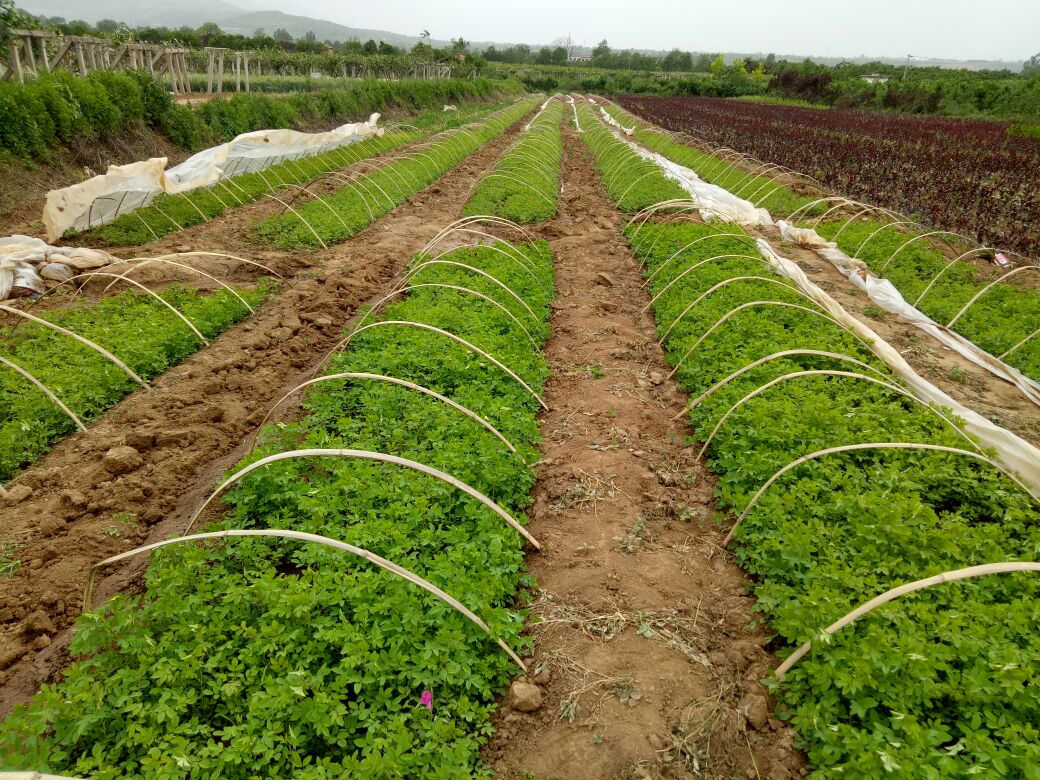 山东省平阴县玫瑰镇万亩标准化种植基地航拍画面,整齐的玫瑰田呈网格状分布,植株间距约1.2米,地面覆盖黑色防草膜,远处可见自动化喷灌系统正在运行。地块边缘设有气象监测站,实时记录温湿度、光照强度等数据 玫瑰种植基地航拍图