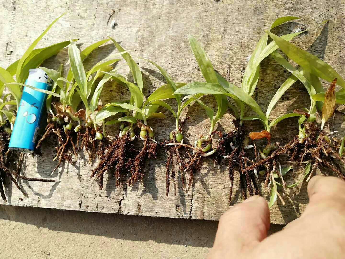 薤白田间种植图