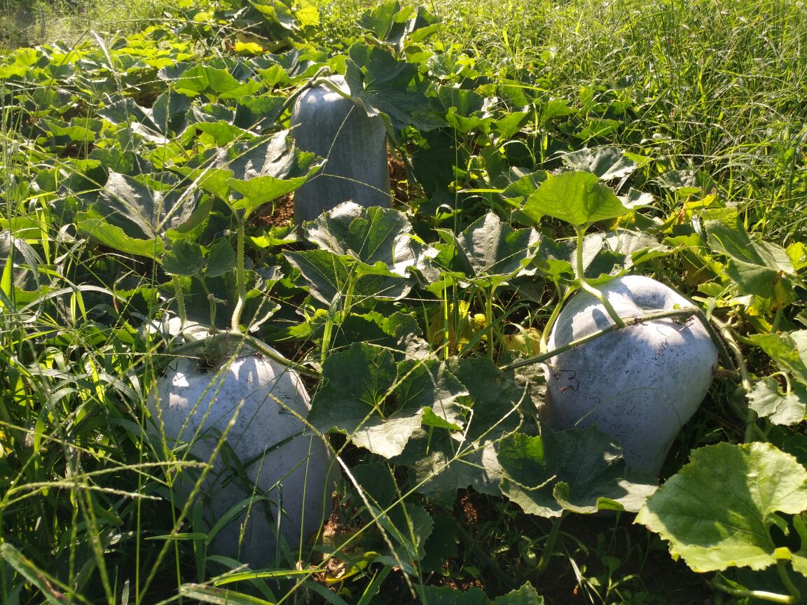 广西黑皮冬瓜采收现场