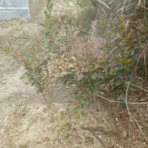 茶花苗大苗