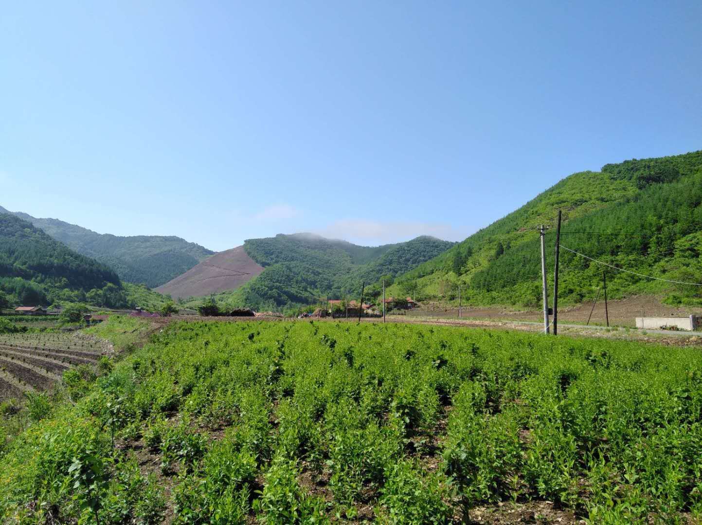 浙江白术种植基地