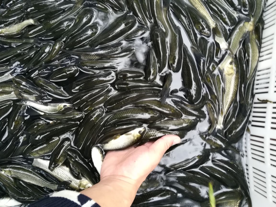 南美白对虾水质监测现场图