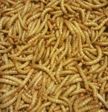 长期出售各龄段优质黄粉虫和虫蛹