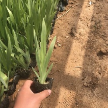黄花鸢尾
