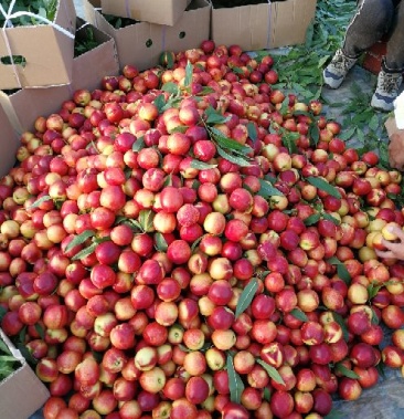 [中油油桃批发]山西运城新绛阳王露天油桃中油4号大量上市价格0.