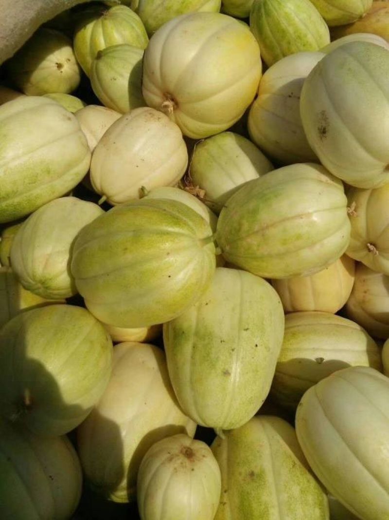 巴盟香瓜味香口感不错