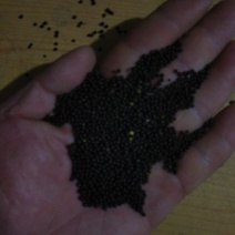 油菜籽一级