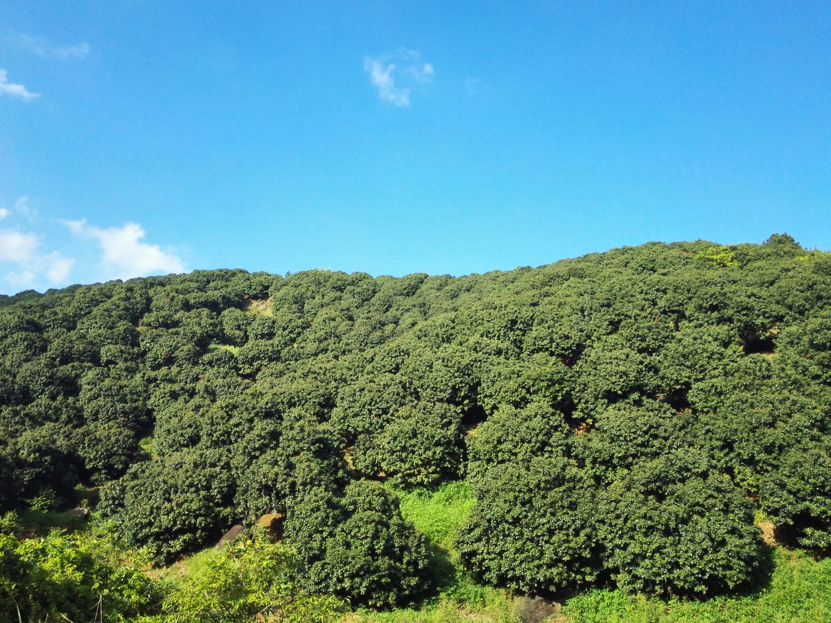 岭南果园里的三月红荔枝树