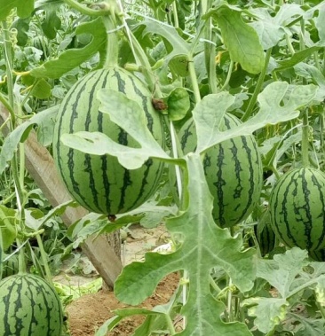 [其它批发]珍珠高档礼品瓜价格1.80元/斤 - 一亩田