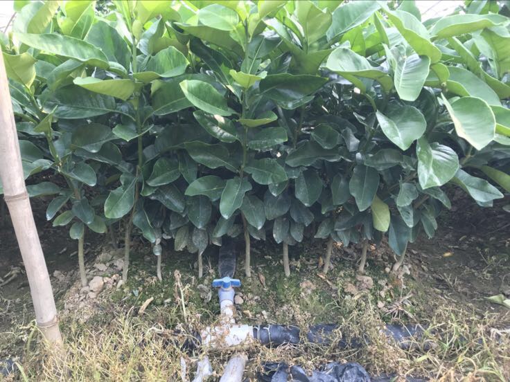 蜜柚种苗基地展示优质种苗培育过程