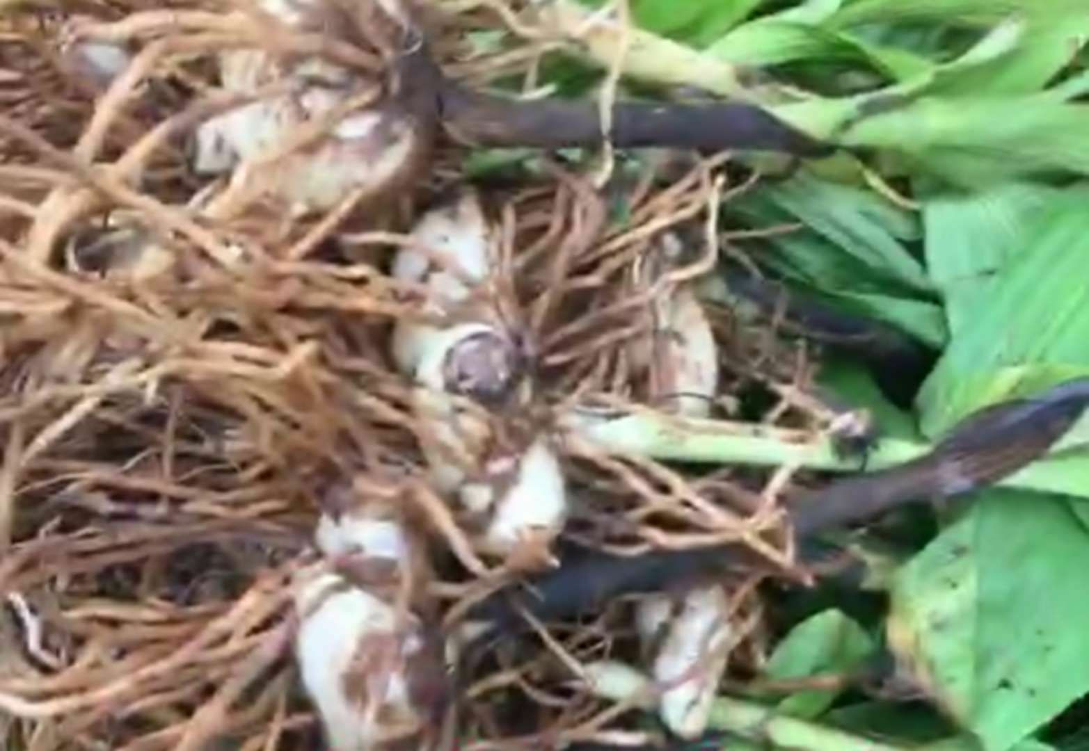 白芨与姜的植物形态对比图