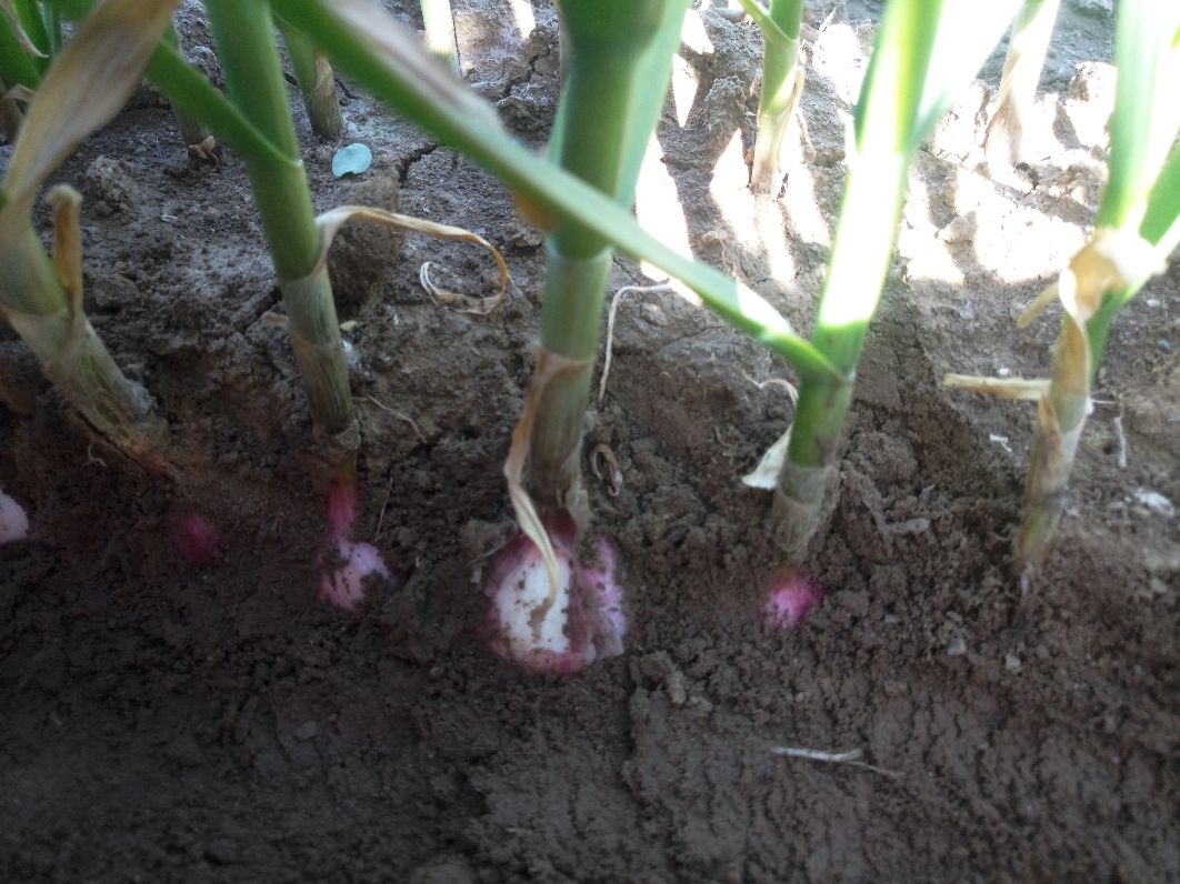 一个陶土花盆中种植着几颗正在发芽的独头蒜,每颗蒜顶部都伸出2-3厘米高的鲜绿色嫩芽,土壤湿润,背景为厨房窗台,阳光洒入,展现家庭种植场景 发芽的独头蒜盆栽