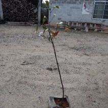 岭南山竹苗，长年叶子清秀，屋前屋后种上几棵