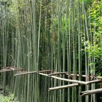 竹子