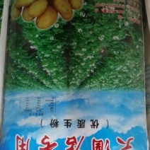 大酒店专用生粉