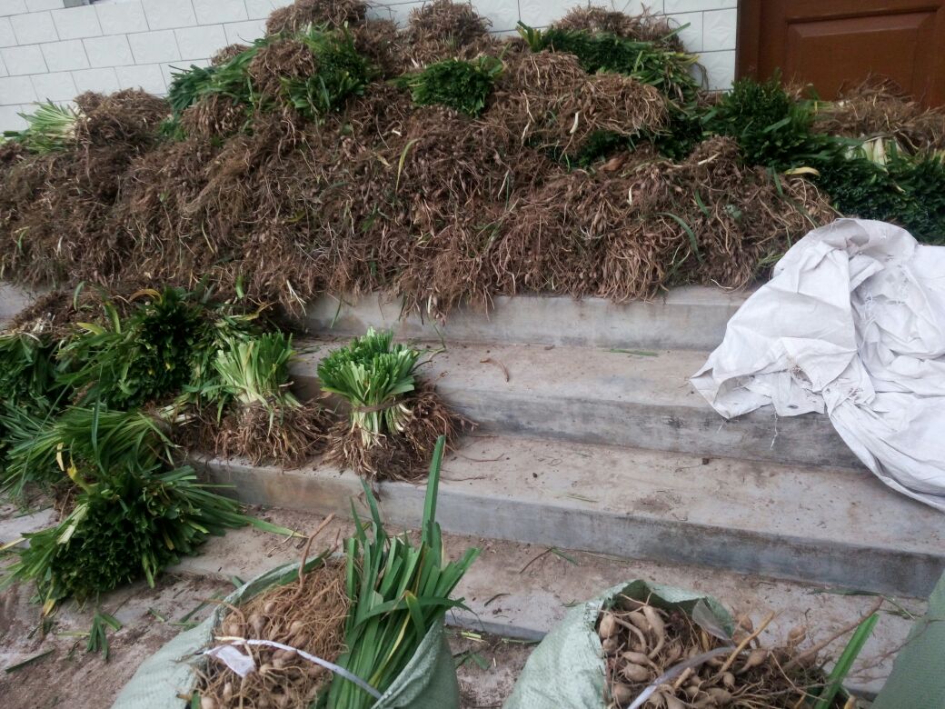 一位花艺师正在为雏菊剪根并插入水中进行醒花处理 雏菊醒花操作示意图