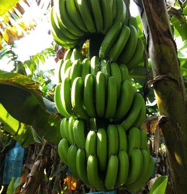 香蕉巴西品种图片