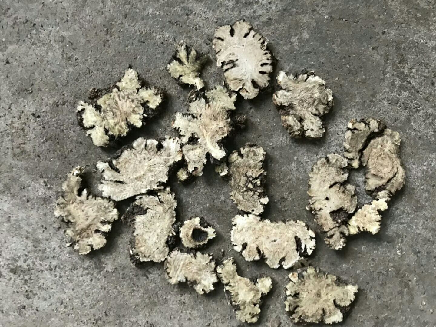 高清微距摄影:左侧为四川都江堰产川芎饮片,表面黄褐色,断面黄白相间呈菊花心纹理;右侧为四川遂宁产白芷饮片,灰棕色,断面类白色,可见多数棕色油点呈放射状排列;两者按1:1比例置于白色陶瓷药盘中,背景为实验室级电子天平显示精确配比数值 川芎与白芷药材实物对比图