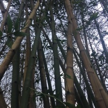 斑竹