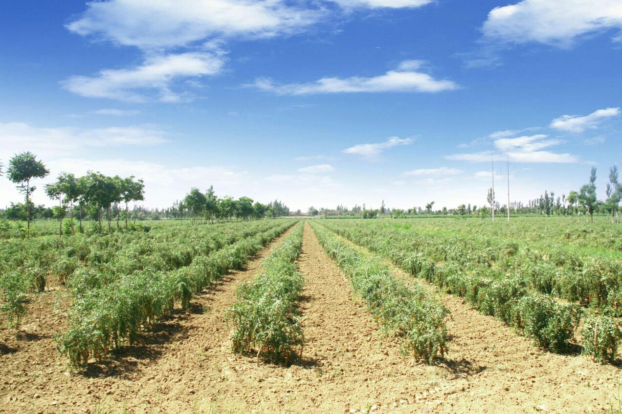青海高原黑枸杞种植基地实景图