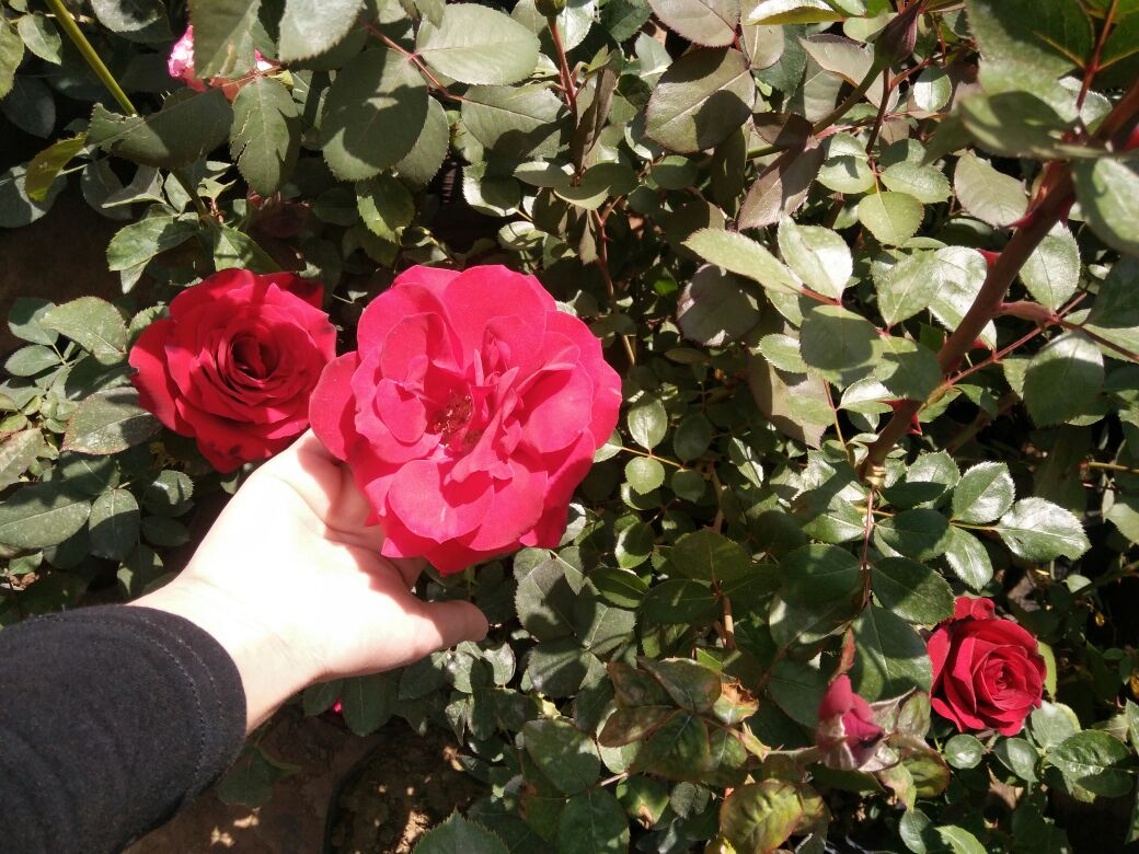 盛开的弗洛伦蒂娜月季特写