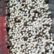白玉蜗牛卵，精选蜗牛蛋。700粒左右