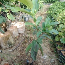 西瓜芭乐番石榴苗，一年四季挂果，南北方都可以种植