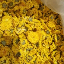 皇菊
