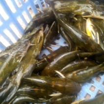 黄骨鱼，2-3两，