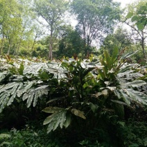 老草果苗