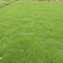马尼拉草皮