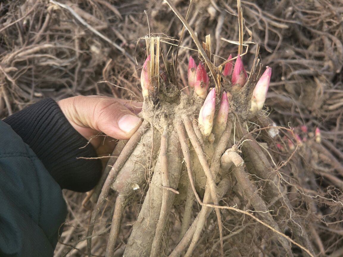 优质白芍饮片与新鲜木瓜原料特写