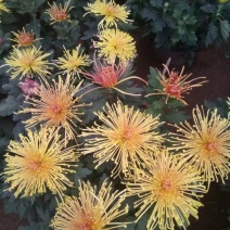菊花