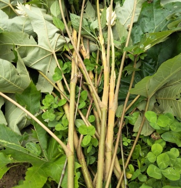 通草苗【批发价】通草苗 量大质优 基地直发 品质保障