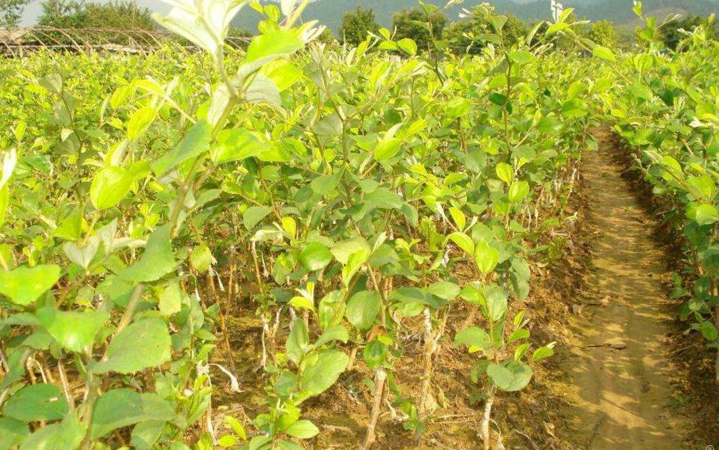 智能温室青枣种苗繁育场景:连栋薄膜大棚内,多层移动式育苗架整齐排列,每穴盘培育3株青枣嫁接苗,基质为泥炭:珍珠岩:蛭石=3:1:1,顶部LED补光灯均匀照射,环境监测屏实时显示温湿度、CO₂浓度及光照强度,技术人员手持PDA扫描苗盘二维码追溯种源信息 现代化青枣种苗繁育大棚内部