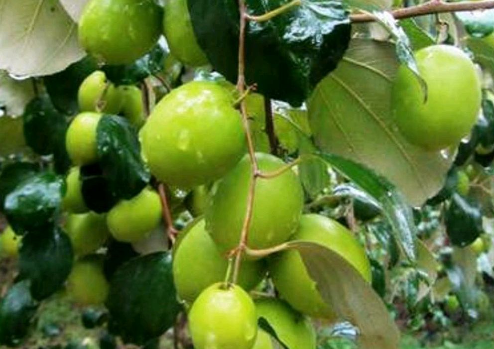 青枣苗的幼苗形态