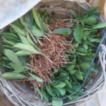 非洲茉莉