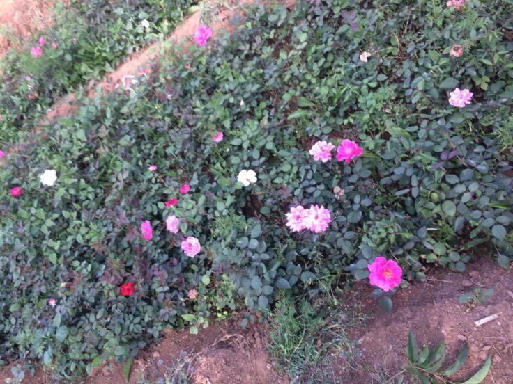 花园中的大花月季群植景观