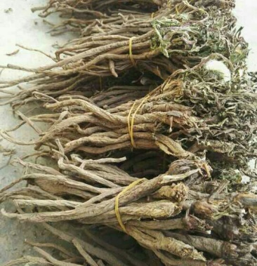 野生蒲公英根500g包邮自然晒干色泽鲜亮质量保证