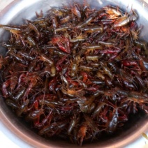 小龙虾小龙虾主养3-5钱（15-25克）活虾