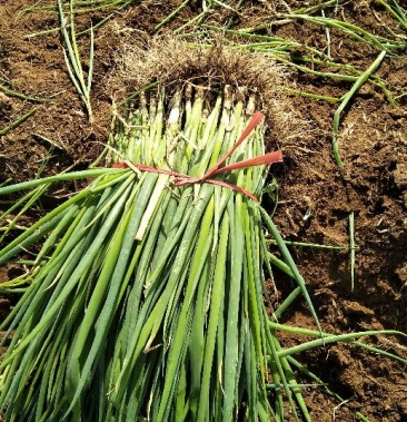 [葱苗批发]章丘大葱,葱苗价格0.50元/斤 - 一亩田