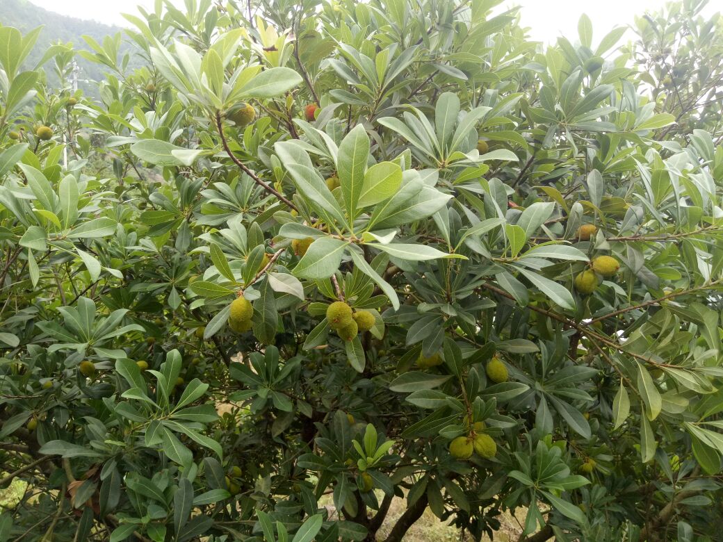 东魁杨梅整株植株及叶片特写