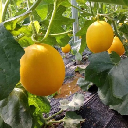 陕西黄金甜瓜价格行情走势 - 一亩田