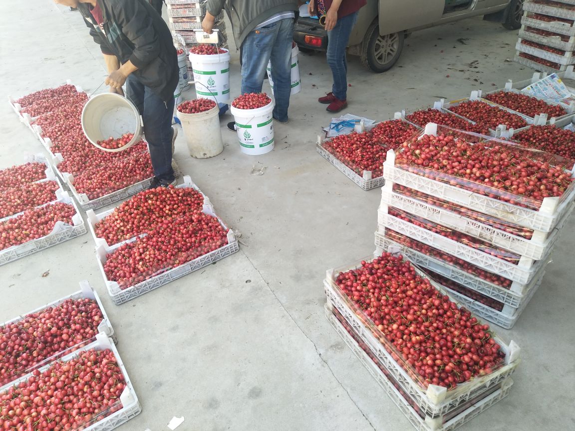 果农在樱桃园中进行采摘作业