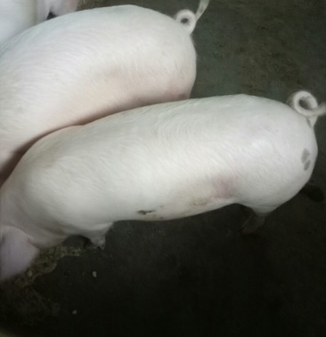 重庆荣昌猪儿正宗的荣昌猪仔眼镜母猪太湖母猪苏太母